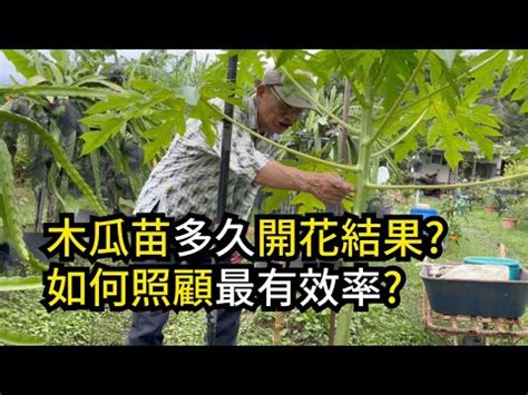 木瓜樹 招 陰|【木瓜樹風水】木瓜樹種得好，財位招不牢？解密木瓜。